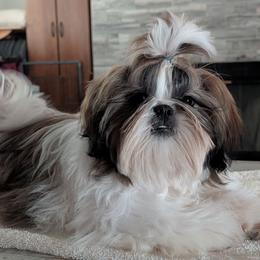Zelda - Tricolor female Shih Tzu puppy in Doña Ana County, New Mexico from White Sands Shih Tzu's