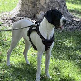 Harley - Great Dane