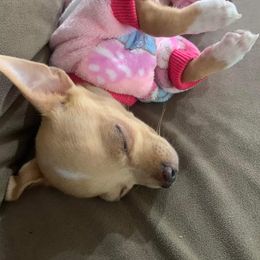 Chihuahua Puppies from Grandbaby Chihuahuas