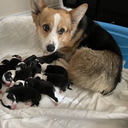 Harleigh - Pembroke Welsh Corgi