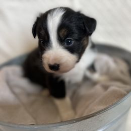 Australian Shepherd Puppies from Prairie Skies Farm