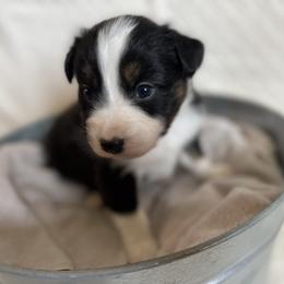 Australian Shepherd Puppies from Prairie Skies Farm