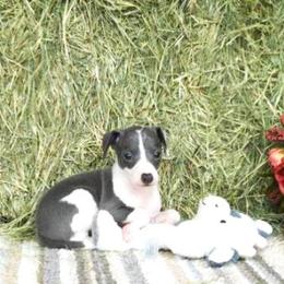 Tia Male 2 - Blue male Italian Greyhound puppy in Sparta Tn And Caryville Fl, Florida from Summerwind Kennel