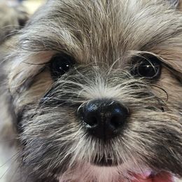 Lhasa Apso Puppies from Scampezzy Lhasas