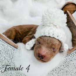 Female 4 - Red  female Goldendoodle puppy in Otisville, Michigan from Danie’s Darling Doodles LLC
