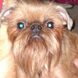 Gryphon - Brussels Griffon