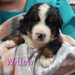 Willow - Black rust and white female Bernese Mountain Dog puppy in Auburn, Indiana from Swamp Creek Berners