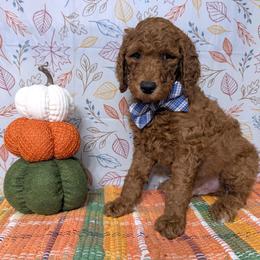 George - Red  male Goldendoodle puppy in Yale, Michigan from Angie's Goldendoodles/Angies doodles LLC
