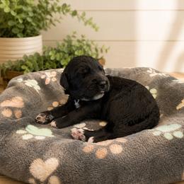 Spirit - Black male Goldendoodle puppy in Portland, Tennessee from Happy_Tails_by_TJ