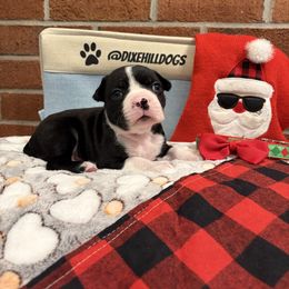 Boy 1 - Black and white male Boston Terrier puppy in Conyers, Georgia from Dixe Hill Dogs