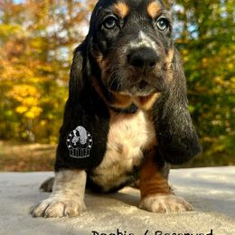 Thor - Black white and brown male Basset Hound puppy in Dingess, West Virginia from Tuckers' Howling Hounds