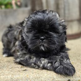 Addy - Black female Shih Tzu puppy in Mountain Grove, Missouri from Precious Puppies