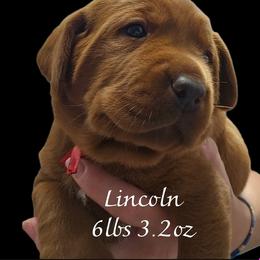 Lincoln - Yellow male Labrador Retriever puppy in Sidney, Nebraska from Nebraska Strong Labradors