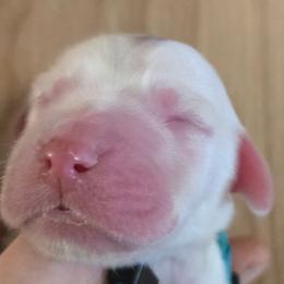 Light blue - Blue belton and tan (tri-color) male English Setter puppy in Morrice, Michigan from Wild Bird Setters