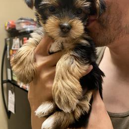 Bix - Black and tan female Yorkshire Terrier puppy in Stockton, California from Lala & Co.