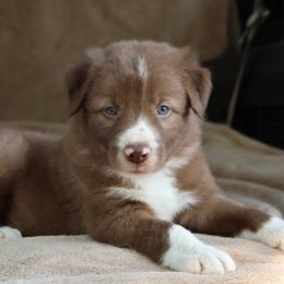 Polo - Blue Collar - Red male Border Collie puppy in Courtland, Alabama from C Bar C Ranch Border Collies