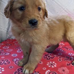Golden Retriever Puppies from tallpinegoldens@gmail.com