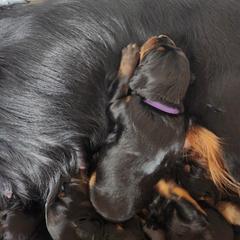 Gordon Setter Puppies from Tom McCleary
