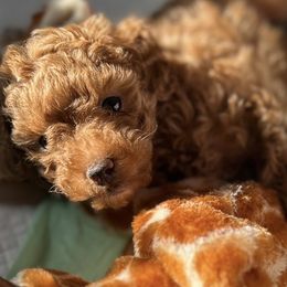 Basset Hounds and Poodles from Toy Poos and Hoounds