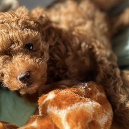 Basset Hounds and Poodles from Toy Poos and Hoounds