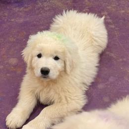 Green Boy - White male Maremma Sheepdog puppy in Kings County, California from Prancing Pony Farm Maremma Sheepdogs