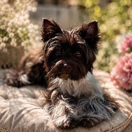 Gus - Yorkshire Terrier