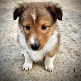 Shetland Sheepdog Puppies from Chas Petersen