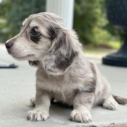 Dachshund Puppies from River Run Dachshunds