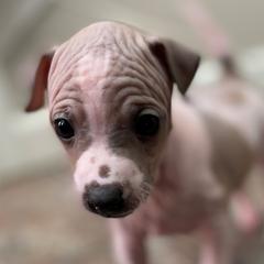 Pecan - American Hairless Terrier puppy from Make-It-Neiked Pups