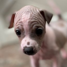 Pecan - American Hairless Terrier puppy from Make-It-Neiked Pups
