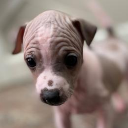 Pecan - American Hairless Terrier puppy from Make-It-Neiked Pups
