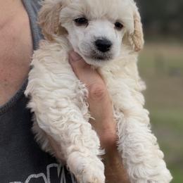 Rip - White male Poodle puppy in Birmingham, Alabama from Stormborn