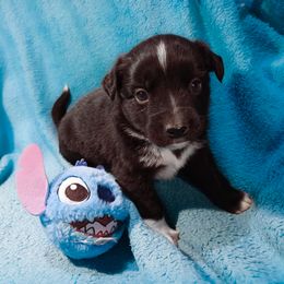 Chaplin - Black Miniature Australian Shepherd puppy in Cleveland, Ohio from Double Moon