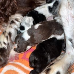 Cocker Spaniel puppies from Chantels Spaniels