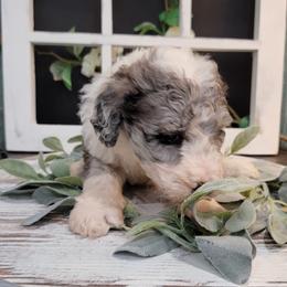 Aussiedoodle and Goldendoodle Puppies from Hunting Creek Kennels