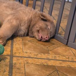 Thatcher - Isabella male German Shepherd puppy in Buckfield, Maine from Levesques German Shepherds