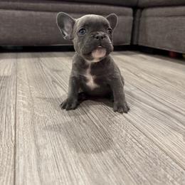 French Bulldog Puppies from The Frenchie Lady Co.