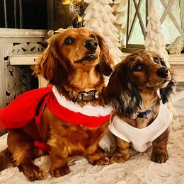Dachshunds from Boyer’s Dachshunds