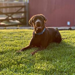 Hugo - Labrador Retriever