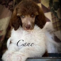 Cane - Parti male Poodle puppy in Greenville, North Carolina from Grace Poodles