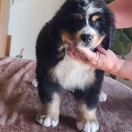Bernese Mountain Dog puppies from Sumbern - Iowa's Bernese Mountain Dogs