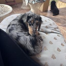 Liberty - Dachshund