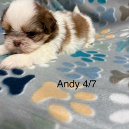 Andy - Liver and white male Shih Tzu puppy in Jasper, Indiana from Jacob’s Spoiled Shih Tzu