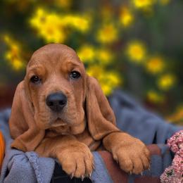 Basset Hound and Beagle Puppies from Orange Mountain Basset Hounds & Beagles