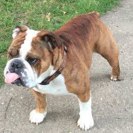 Bulldog Puppies from Jodi's Bulldogs