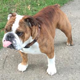 Bulldog Puppies from Jodi's Bulldogs