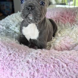 Bella - Blue female French Bulldog puppy in St. Cloud, Florida from M & A Frenchies