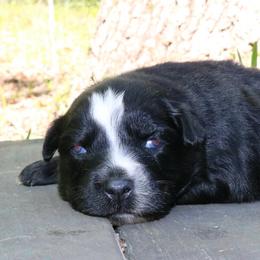 Bud - Black tri-color male Australian Shepherd puppy in Macon, Georgia from Shaina’s Shepherds
