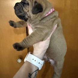 Dark pink collar female - Red female Boerboel puppy in Rockford, Illinois from Adoraboerboels