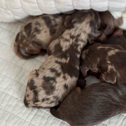 Locket - Merle female Cavapoo puppy in Beckley, West Virginia from By Design Doodles
